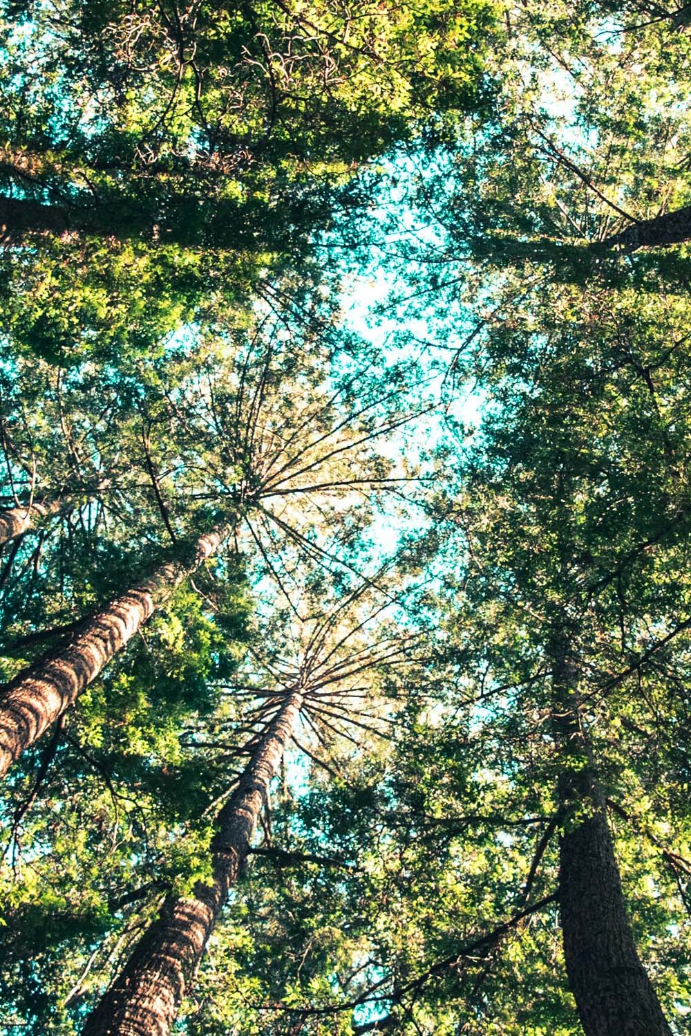 The Kingdom Flows Through You: Understanding How God’s Promises Manifest in Our Lives